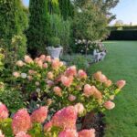 gina-gncgarden-instagram-denmark-garden-white-annabelle-hydrangeas-boxwood-pink