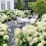 gina-gncgarden-instagram-denmark-garden-white-annabelle-hydrangeas-boxwood-table-chairs