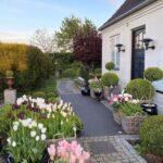 gina-gncgarden-instagram-denmark-garden-white-annabelle-hydrangeas-boxwood-tulips-baskets