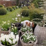 gina-gncgarden-instagram-denmark-garden-white-annabelle-hydrangeas-boxwood-white-garden