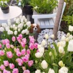 gina-gncgarden-instagram-denmark-garden-white-pink-tulips-cavilier-king-charles-spaniel