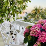 holly-holden-pearls-of-palm-beach-dog
