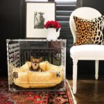 pretty-kennels-lucite-luxury-hollywood-glamour-kennel-crate-chihuahua