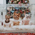 pretty-kennels-lucite-luxury-hollywood-glamour-kennel-crate-christmas