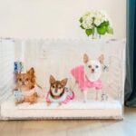 pretty-kennels-lucite-luxury-hollywood-glamour-kennel-crate-chrome-accents