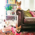 pretty-kennels-lucite-luxury-hollywood-glamour-kennel-crate-paige-wilson