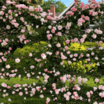 charlotte-moss-rose-garden-pink-gate