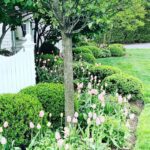 pretty-pink-tulips-the-glam-pad-garden-tour-spring