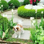 pretty-white-tulips-the-glam-pad-garden-tour-king-charles-cavalier