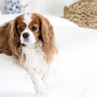 More Americans would Rather Sleep with their Pet than their Spouse