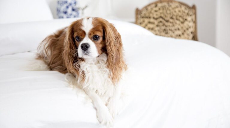 More Americans would Rather Sleep with their Pet than their Spouse