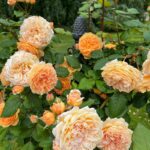 bettie-bearden-pardee-private-newport-rose-garden-10