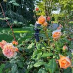 bettie-bearden-pardee-private-newport-rose-garden-peach