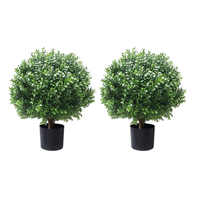 Boxwood Shaped Topiary Bushes