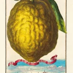 the-glam-pad-sprezz-fruit-print