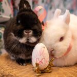 beth-hunt-design-calligraphy-art-oxford-mississippi-easter-bunnies