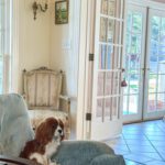 beth-hunt-design-calligraphy-art-oxford-mississippi-king-charles-cavalier