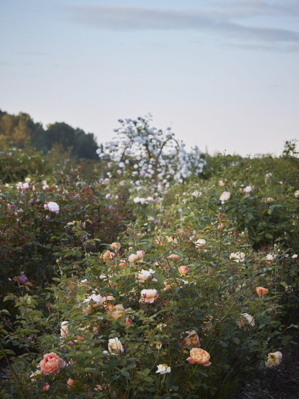 Jo Malone London × Little Greene, Roses in the Garden by Ngoc Minh Ngo ...