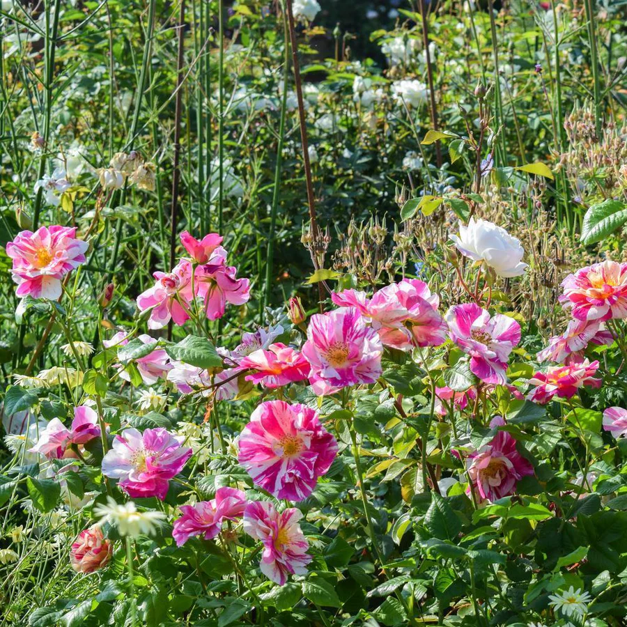 The Veere Grenney Auction at Dreweatts, Queen Elizabeth II: Her Life in ...