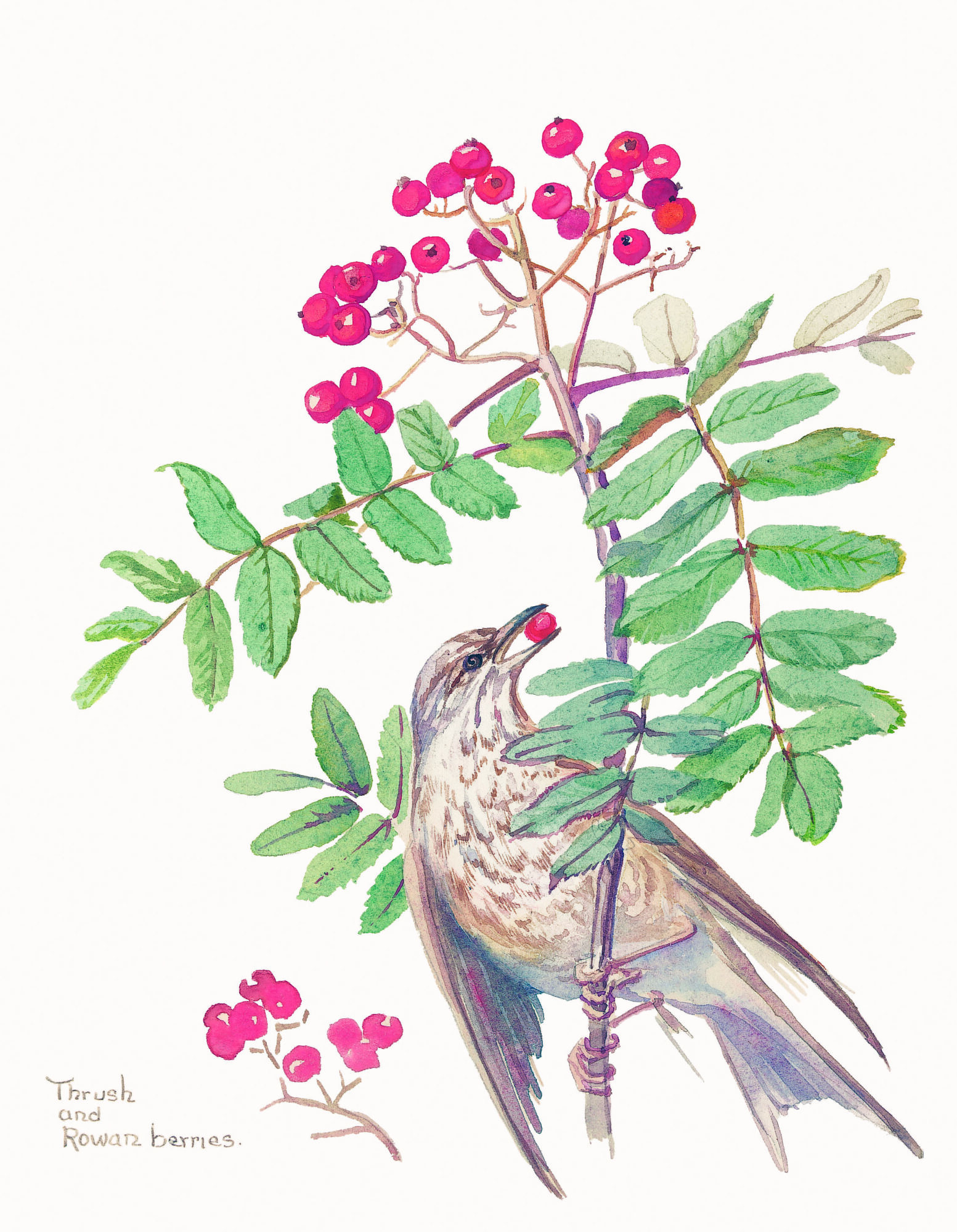 Rizzoli, Nature Notes, p.127, Rowena Stott